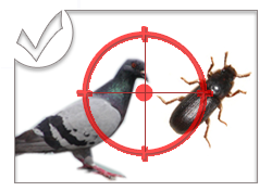 Désinfection - Anti-pigeons - Dératisations & Nuisibles